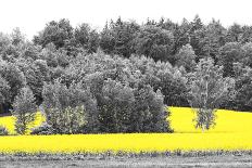 Oilseed Rape Fields-Rainer Maria-Mounted Photographic Print