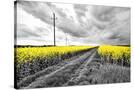 Stretched Canvas
