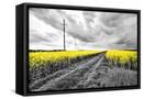 Framed Canvas