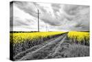 Stretched Canvas