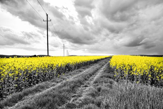 Photographic Print, , large