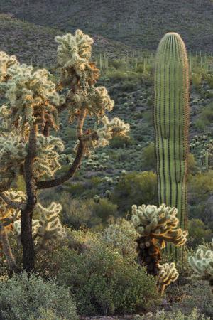 Carnegiea Gigantea, Saguaro Cacti, Hieroglyphic Trail, Lost Dutchman State Park, Arizona, Usa