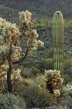 Carnegiea Gigantea, Saguaro Cacti, Hieroglyphic Trail, Lost Dutchman State Park, Arizona, Usa-Rainer Mirau-Photographic Print