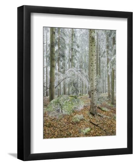 Premium Photographic Print, , large
