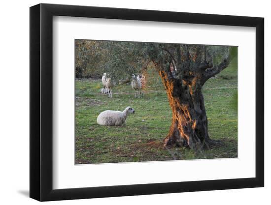 Premium Photographic Print, , large