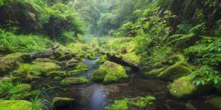 Rain Forest, Omanawa Gorge, Bay of Plenty, North Island, New Zealand-Rainer Mirau-Photographic Print