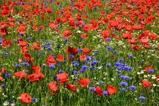 Germany, Poppy Seed Field and Cornflowers at Gohren-Lebbin-Rainer Waldkirch-Photographic Print