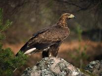 Portrait of a Golden Eagle, Highlands, Scotland, United Kingdom, Europe-Rainford Roy-Photographic Print