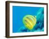 Rainford's Butterflyfish (Chaetodon Rainfordi), Cairns, Queensland, Australia, Pacific-Louise Murray-Framed Photographic Print