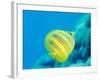 Rainford's Butterflyfish (Chaetodon Rainfordi), Cairns, Queensland, Australia, Pacific-Louise Murray-Framed Photographic Print