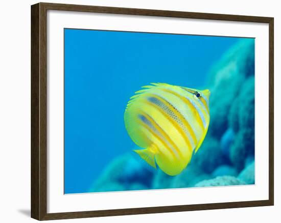 Rainford's Butterflyfish (Chaetodon Rainfordi), Cairns, Queensland, Australia, Pacific-Louise Murray-Framed Photographic Print