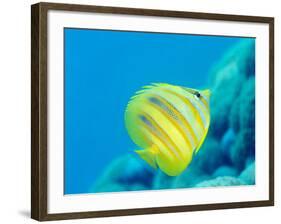 Rainford's Butterflyfish (Chaetodon Rainfordi), Cairns, Queensland, Australia, Pacific-Louise Murray-Framed Photographic Print