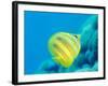 Rainford's Butterflyfish (Chaetodon Rainfordi), Cairns, Queensland, Australia, Pacific-Louise Murray-Framed Photographic Print