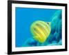 Rainford's Butterflyfish (Chaetodon Rainfordi), Cairns, Queensland, Australia, Pacific-Louise Murray-Framed Photographic Print