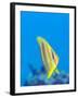 Rainford's Butterflyfish (Chaetodon Rainfordi), Cairns, Queensland, Australia, Pacific-Louise Murray-Framed Photographic Print