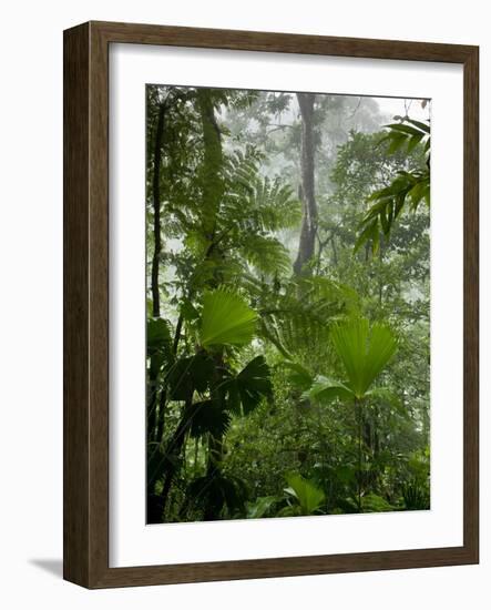 Rainforest Along Fortuna River, La Fortuna, Costa Rica-Paul Souders-Framed Photographic Print