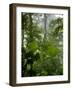 Rainforest Along Fortuna River, La Fortuna, Costa Rica-Paul Souders-Framed Photographic Print