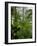 Rainforest Along Fortuna River, La Fortuna, Costa Rica-Paul Souders-Framed Photographic Print