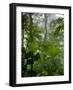 Rainforest Along Fortuna River, La Fortuna, Costa Rica-Paul Souders-Framed Photographic Print