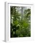 Rainforest Along Fortuna River, La Fortuna, Costa Rica-Paul Souders-Framed Photographic Print