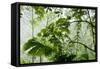 Rainforest Along Fortuna River-Paul Souders-Framed Stretched Canvas