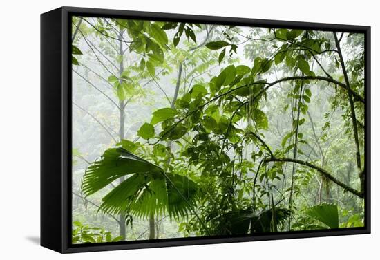 Rainforest Along Fortuna River-Paul Souders-Framed Stretched Canvas