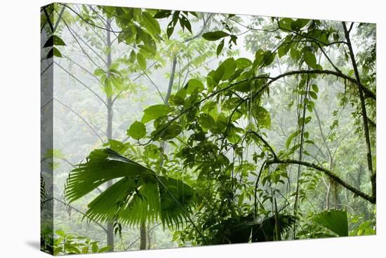 Rainforest Along Fortuna River-Paul Souders-Stretched Canvas