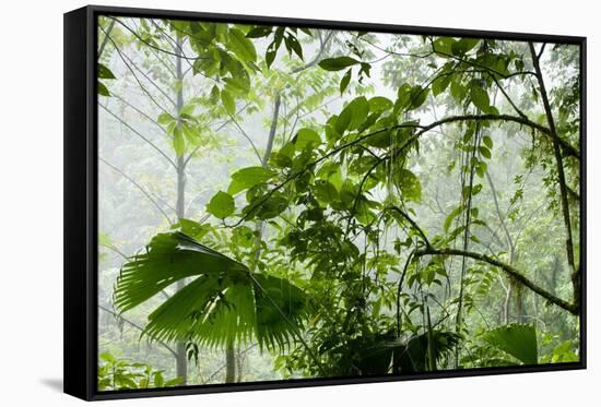 Rainforest Along Fortuna River-Paul Souders-Framed Stretched Canvas