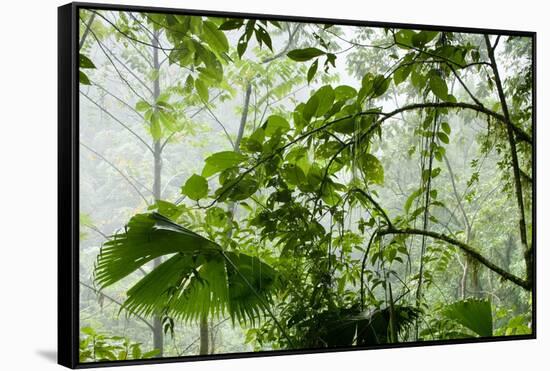 Rainforest Along Fortuna River-Paul Souders-Framed Stretched Canvas