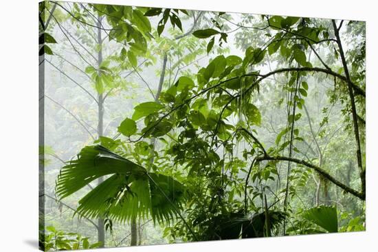 Rainforest Along Fortuna River-Paul Souders-Stretched Canvas