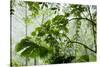 Rainforest Along Fortuna River-Paul Souders-Stretched Canvas