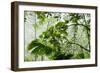 Rainforest Along Fortuna River-Paul Souders-Framed Photographic Print