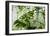 Rainforest Along Fortuna River-Paul Souders-Framed Photographic Print