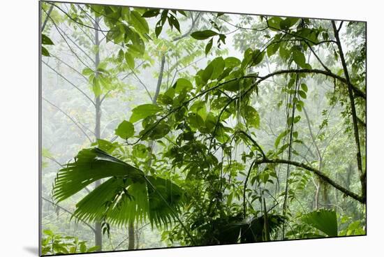 Rainforest Along Fortuna River-Paul Souders-Mounted Photographic Print