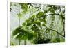 Rainforest Along Fortuna River-Paul Souders-Framed Photographic Print