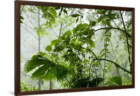 Rainforest Along Fortuna River-Paul Souders-Framed Photographic Print