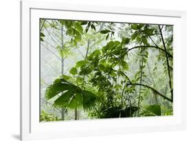 Rainforest Along Fortuna River-Paul Souders-Framed Photographic Print