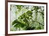 Rainforest Along Fortuna River-Paul Souders-Framed Photographic Print