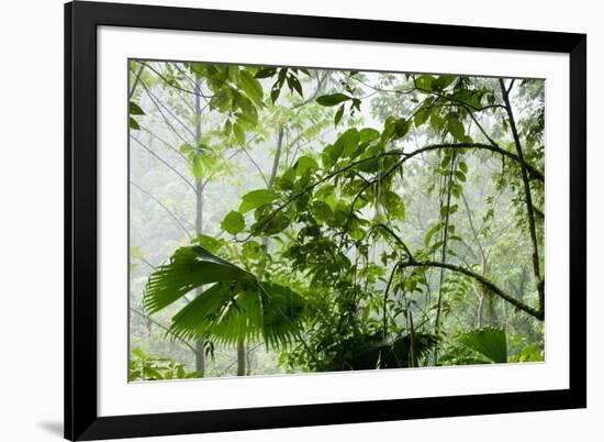 Rainforest Along Fortuna River-Paul Souders-Framed Photographic Print