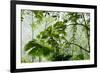 Rainforest Along Fortuna River-Paul Souders-Framed Photographic Print