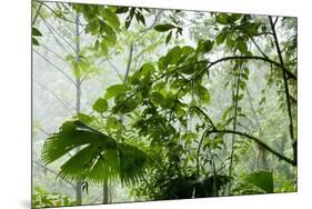 Rainforest Along Fortuna River-Paul Souders-Mounted Photographic Print