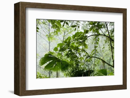 Rainforest Along Fortuna River-Paul Souders-Framed Photographic Print