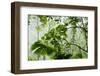 Rainforest Along Fortuna River-Paul Souders-Framed Photographic Print