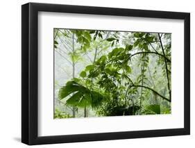 Rainforest Along Fortuna River-Paul Souders-Framed Photographic Print