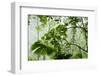 Rainforest Along Fortuna River-Paul Souders-Framed Photographic Print