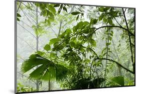 Rainforest Along Fortuna River-Paul Souders-Mounted Photographic Print