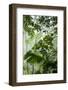 Rainforest Along Fortuna River-Paul Souders-Framed Photographic Print