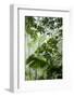 Rainforest Along Fortuna River-Paul Souders-Framed Photographic Print