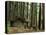 Rainforest and Sol Duc Shelter, Sol Duc Valley, Olympic National Park, Washington, USA-Jamie & Judy Wild-Stretched Canvas