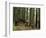 Rainforest and Sol Duc Shelter, Sol Duc Valley, Olympic National Park, Washington, USA-Jamie & Judy Wild-Framed Photographic Print